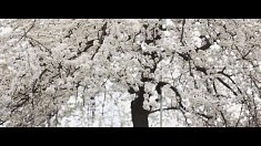 Film ślubny - Kielce