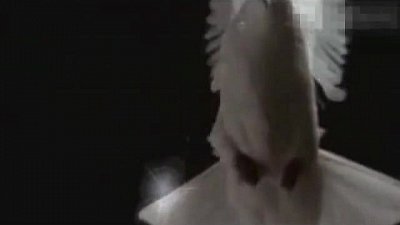 Kamerzysta na wesele: Mariusz, Bydgoszcz - portfolio